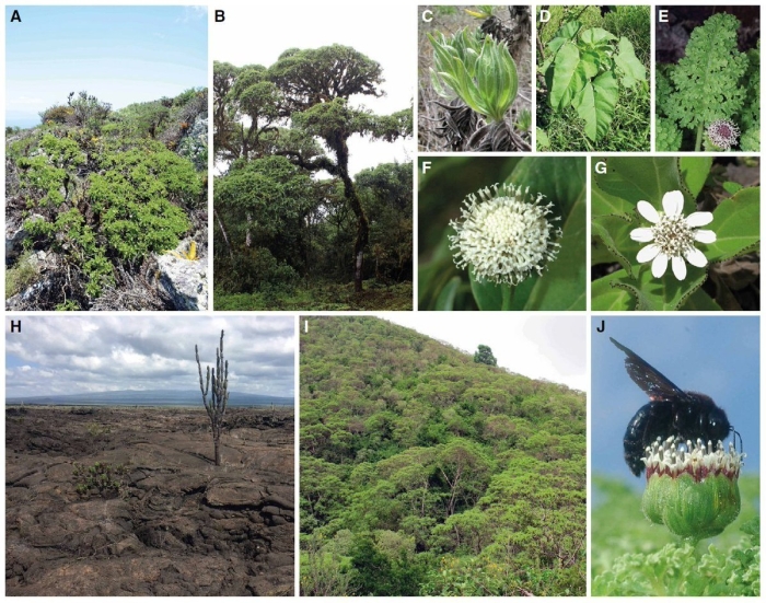 Тропические деревья