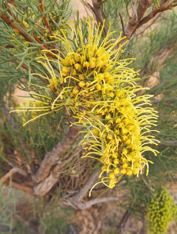 Hakea divaricata