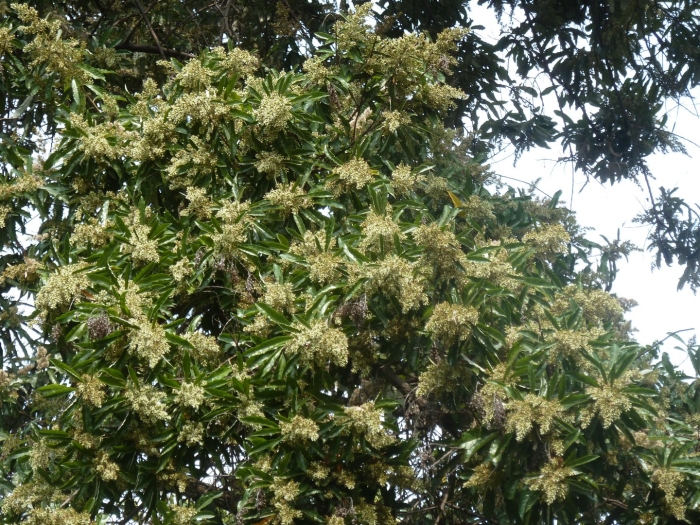 Каштан съедобный дерево