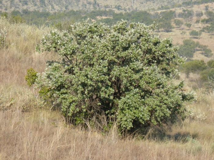 Brachylaena rotundata