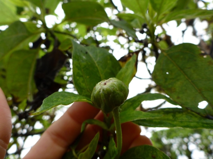 Брахилена мерана