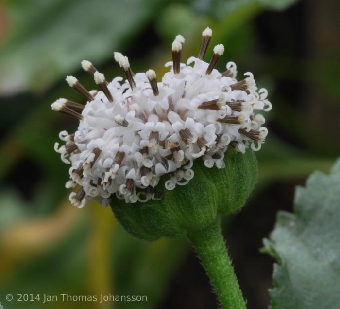 Gymnocoronis spilanthoides