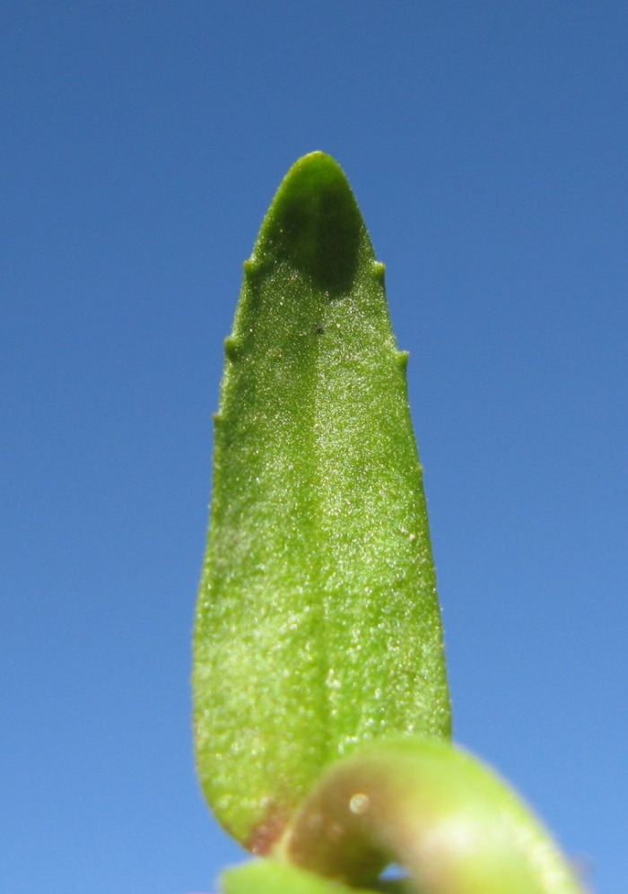 Zannichellia pedunculata