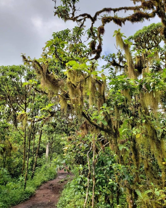 Непроходимый тропический лес африки