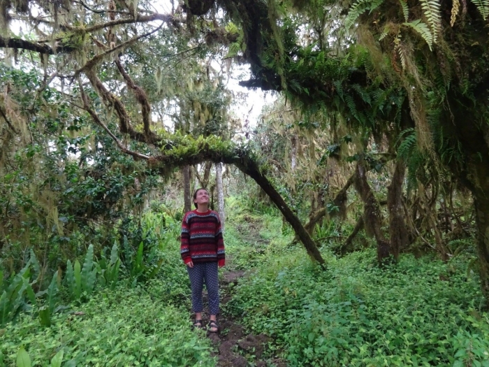 Тропические джунгли