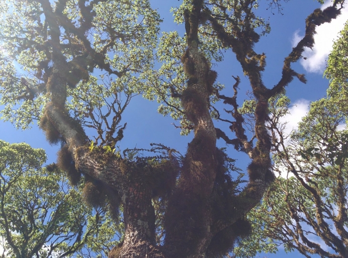 Скалезия черешчатая