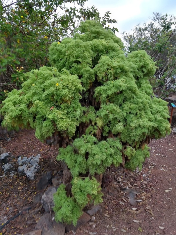 Криптомерия элеганс виридис