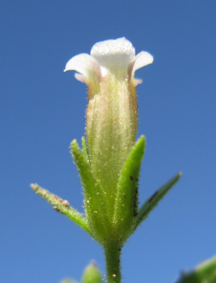 Halimione pedunculata