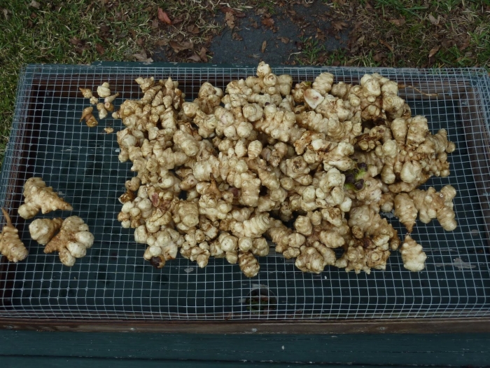 Корень топинамбура