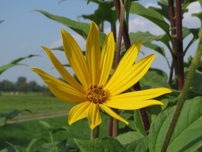 Helianthus tuberosus