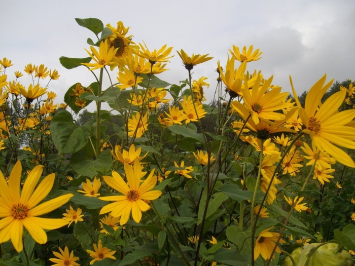 Топинамбур клубненосный