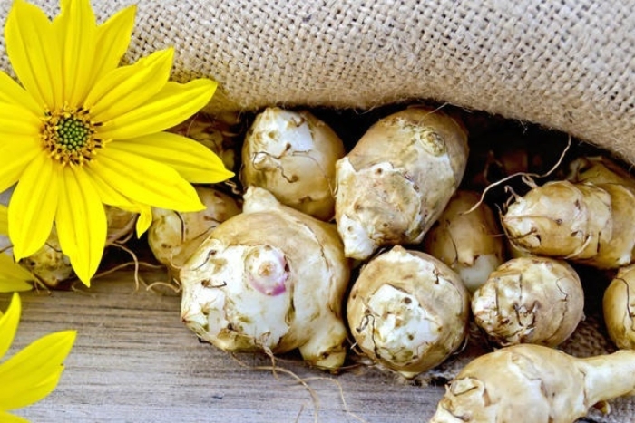 Земляная груша топинамбур