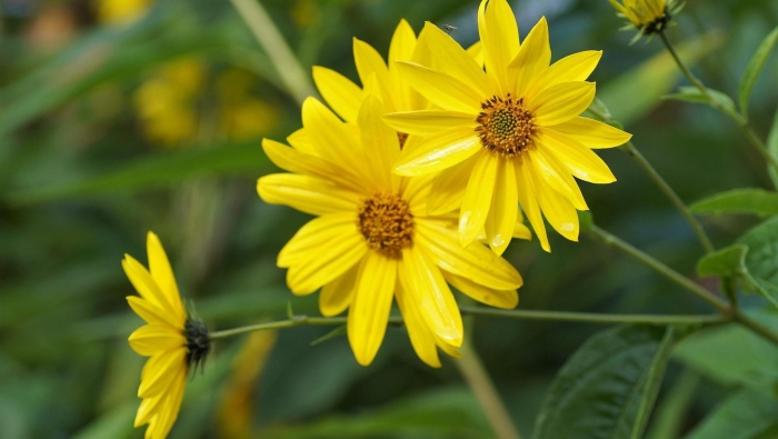 Helianthus tuberosus топинамбур