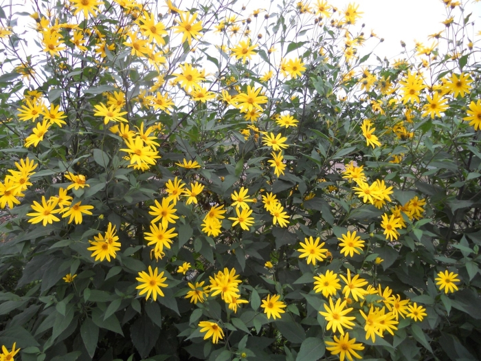 Топинамбур куст