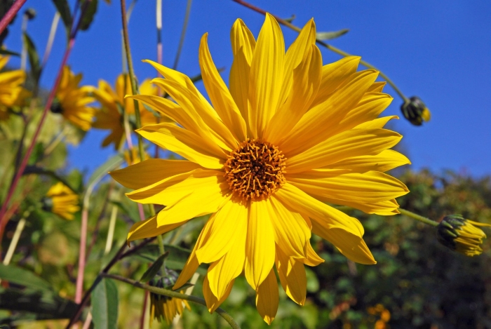 Топинамбур клубненосный