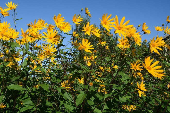 Растение топинамбур