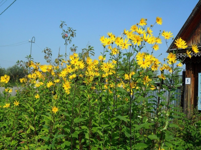 Топинамбур цветение