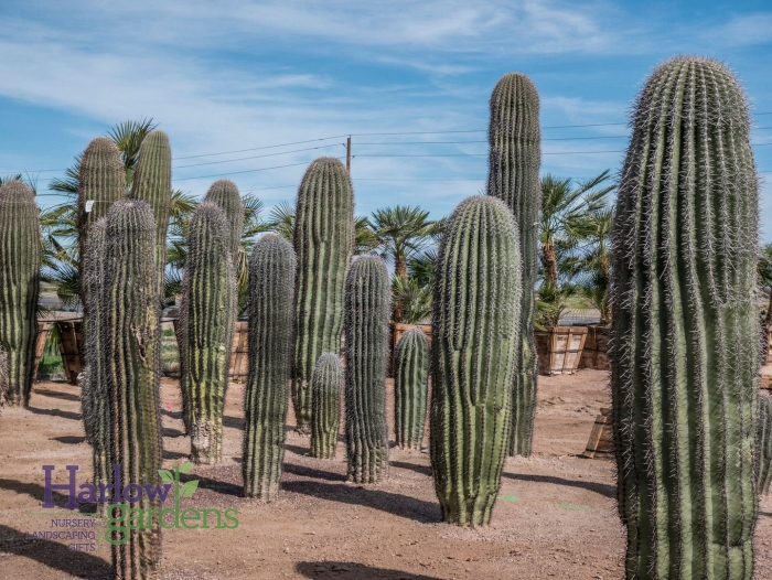 Карнегия гигантея