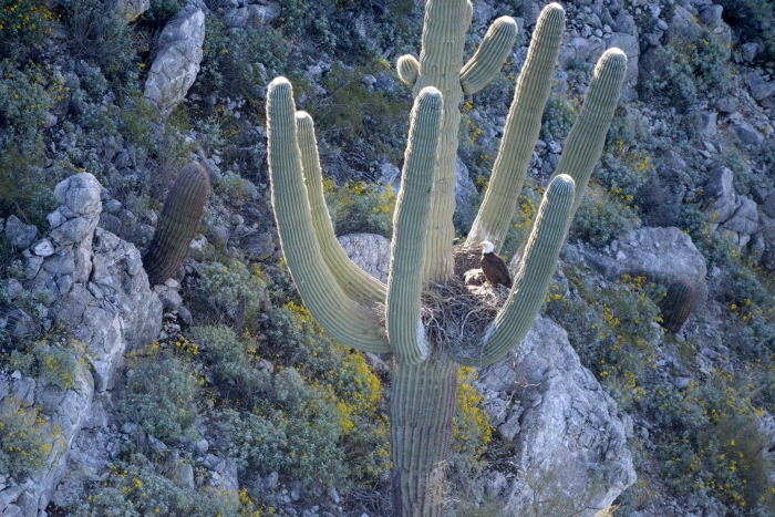 A saguaro cactus