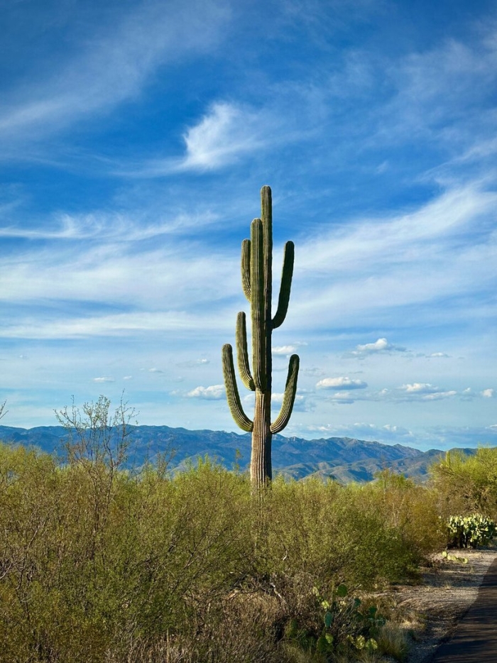 Национальный парк сагуаро