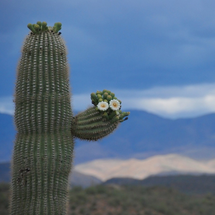 Цереус кактус