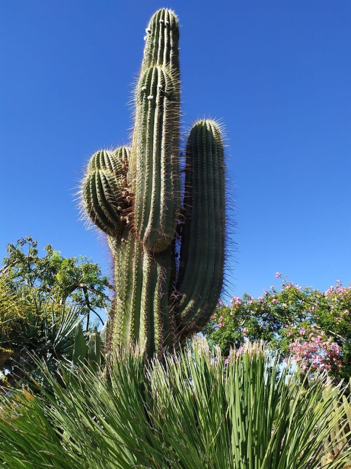 Гигантские кактусы