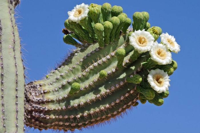 Цереус карнегия