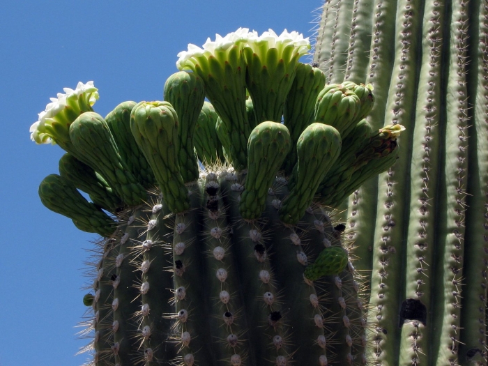 Кактус цереус