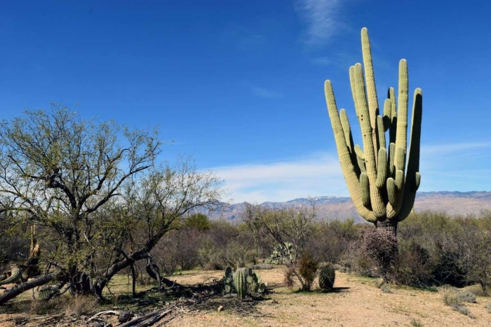 Национальный парк сагуаро штат аризона