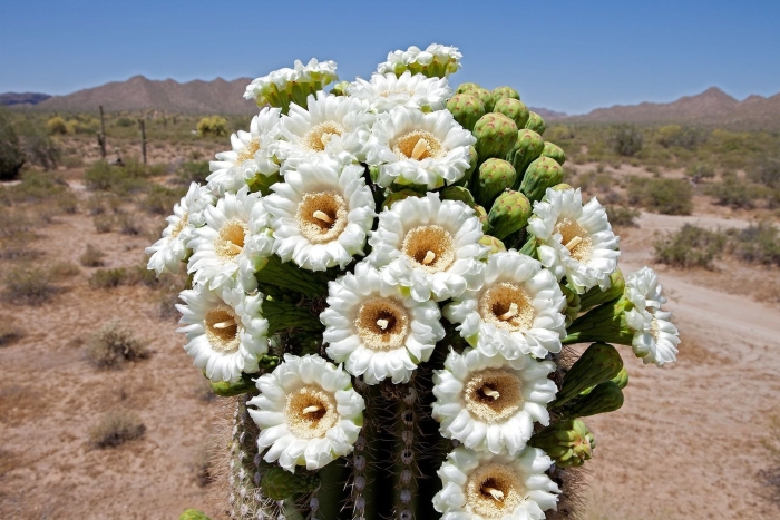 Saguaro cactus blossom