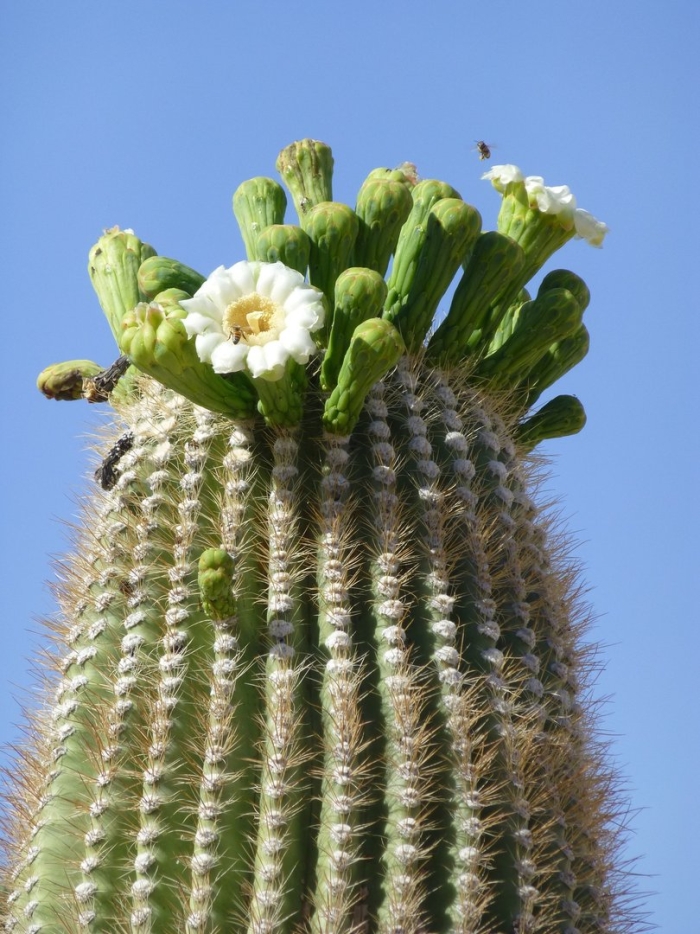Flower cactus