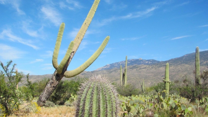Гигантский кактус сагуаро