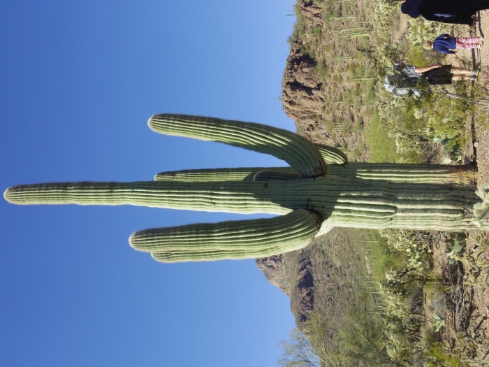 Кактус цереус гигантский