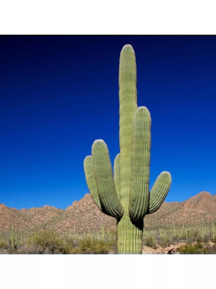 Аризона кактусы