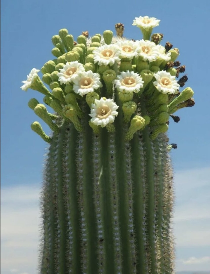 Цереус карнегия