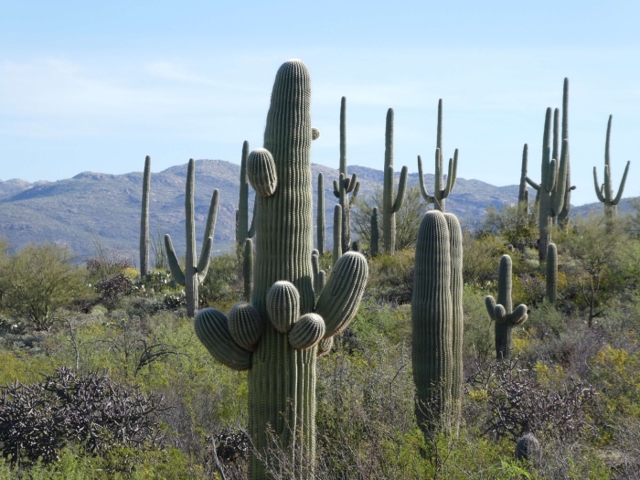 Кактус сагуаро в пустыне сонора