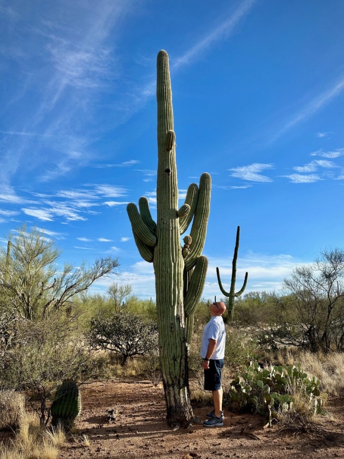 Парк сагуаро аризона
