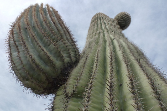 Кактус цереус мексиканский