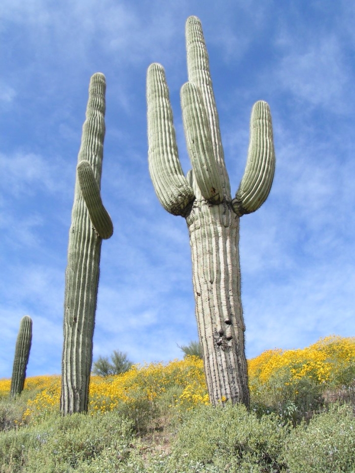 Organ pipe cactus national monument