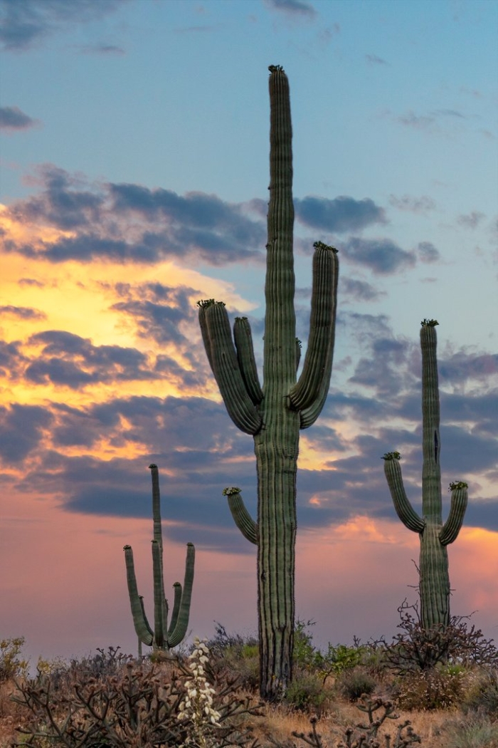 Arizona cactus