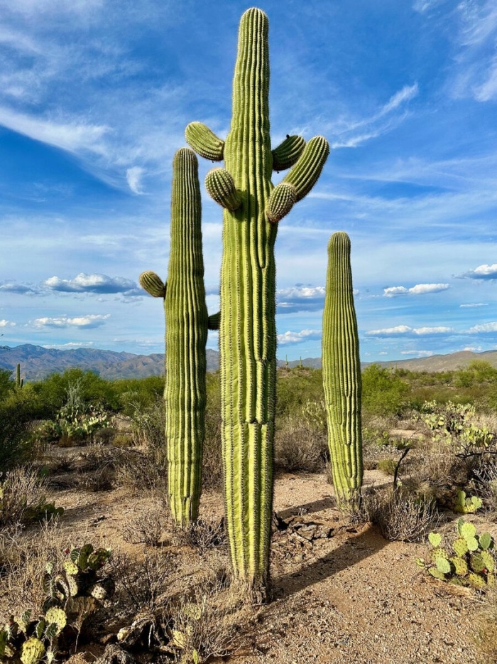 Сагуаро кактус