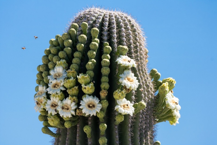 Гигантский кактус сагуаро