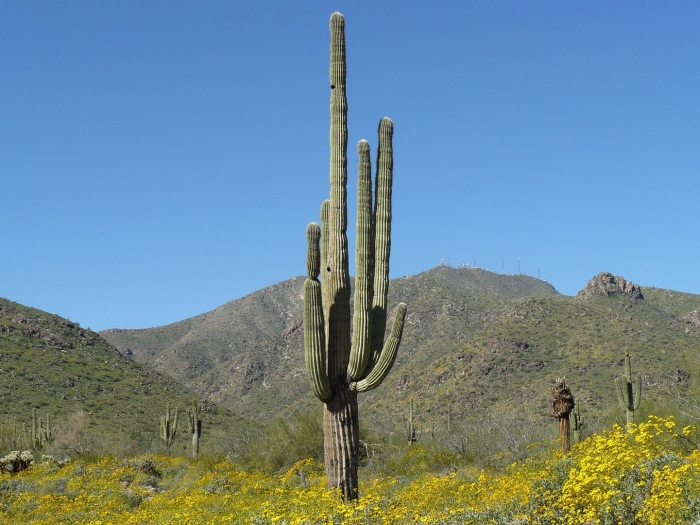 Saguaro national park