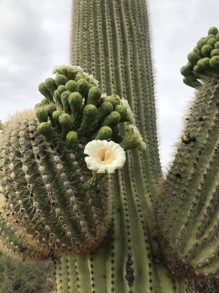 Карнегия цветет