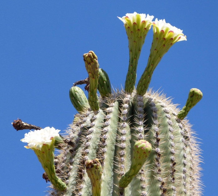 Кактус карнегия