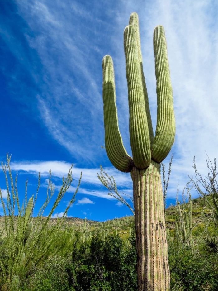 Кактус цереус гигантский