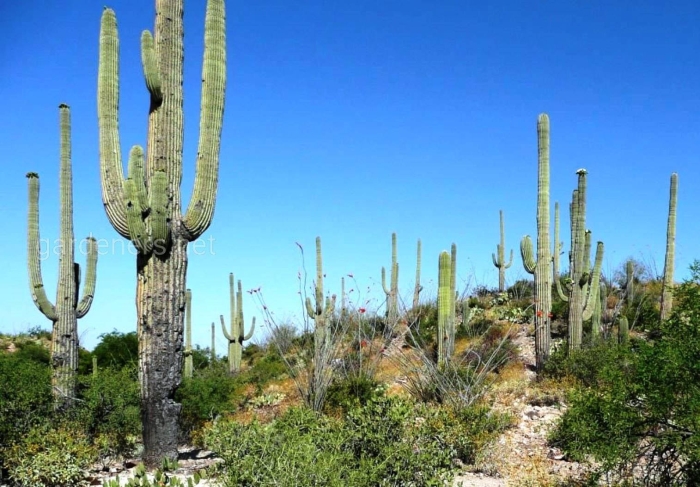 Кактус цереус гигантский