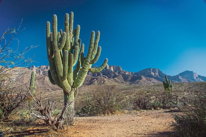 Калифорнийский исполин кактус
