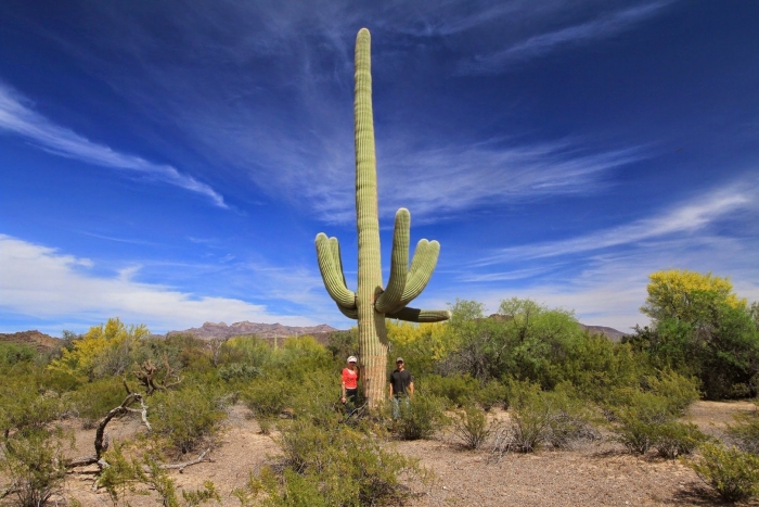 Самый большой кактус