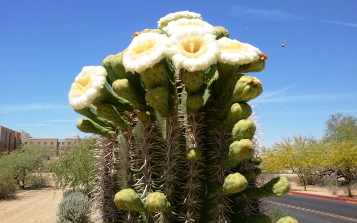 Опунция кактус цереус